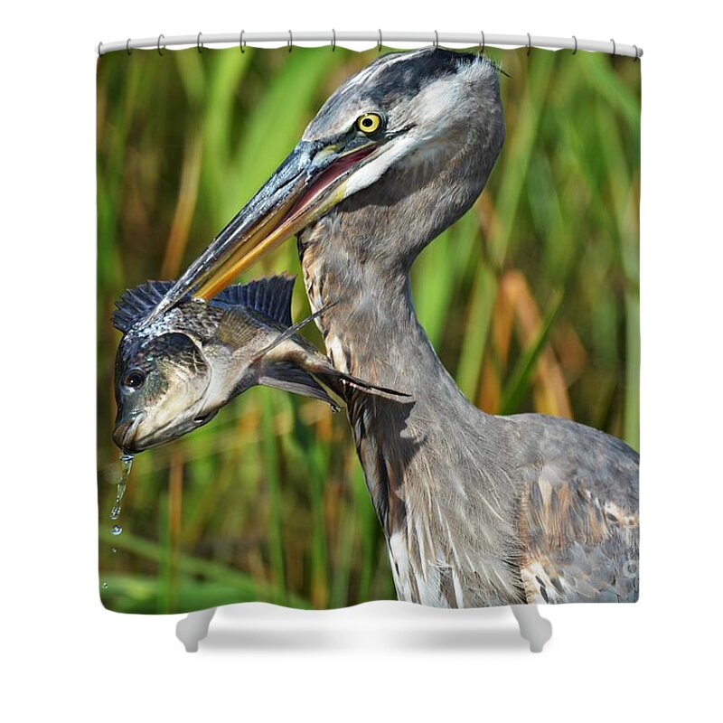 Great Blue Heron Shower Curtain featuring the photograph Fish Dinner by Julie Adair