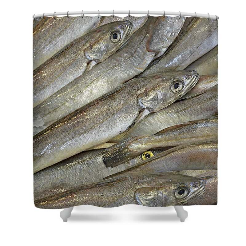 Fish Shower Curtain featuring the photograph Fish Eyes by Joe Bonita