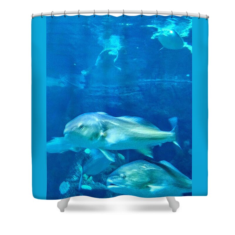 Sea Life Shower Curtain featuring the photograph Fish tank by Suzanne Berthier