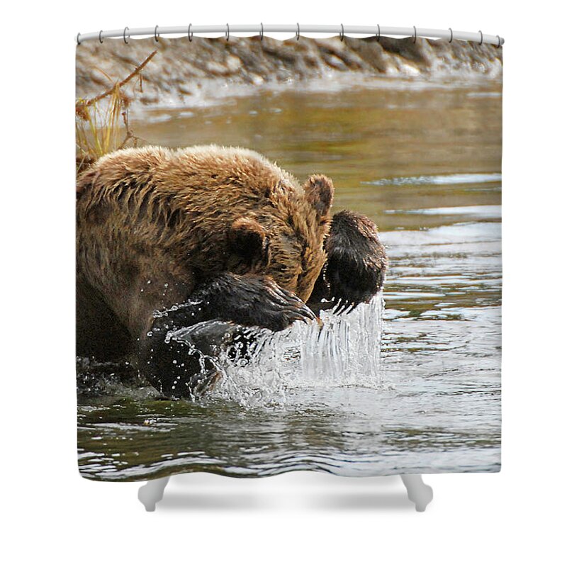 Fishing Shower Curtain featuring the photograph Fishing Grizzly Bear by Ted Keller