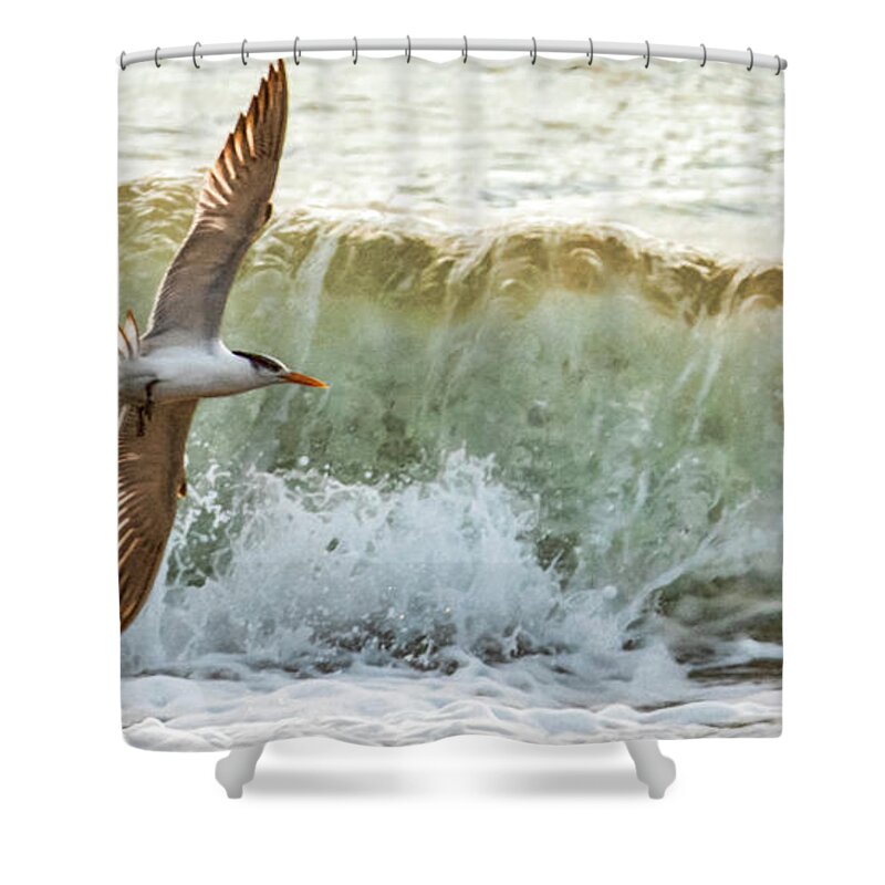 Seagull Shower Curtain featuring the photograph Fishing the Surf by Don Durfee