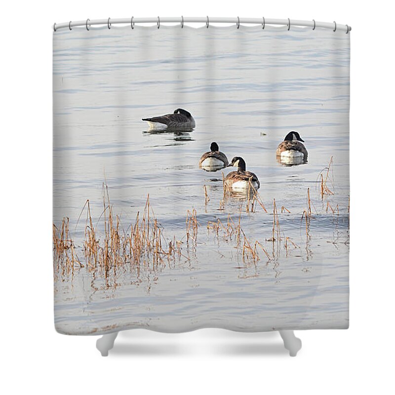 Goose Shower Curtain featuring the photograph Five Geese Swimming by Dianne Morgado