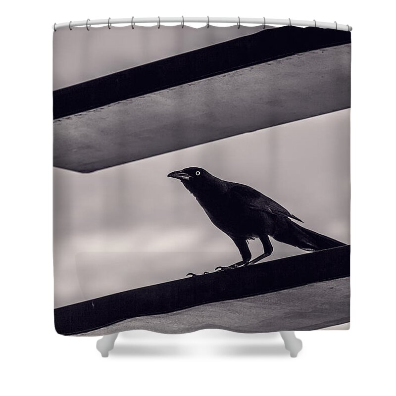 Bird Shower Curtain featuring the photograph Fixation by Laura Roberts