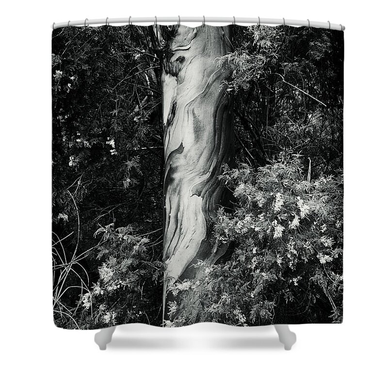 Eucalyptus Shower Curtain featuring the photograph FLA-150523-ND800E-24853-bw-green by Fernando Lopez Arbarello