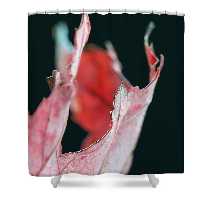 Abstract Shower Curtain featuring the photograph Flame by Lauren Radke