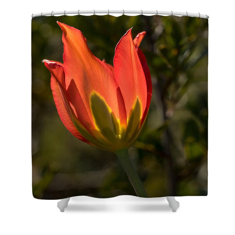 Flowers Shower Curtain featuring the photograph Flaming Beauyy by Uri Baruch