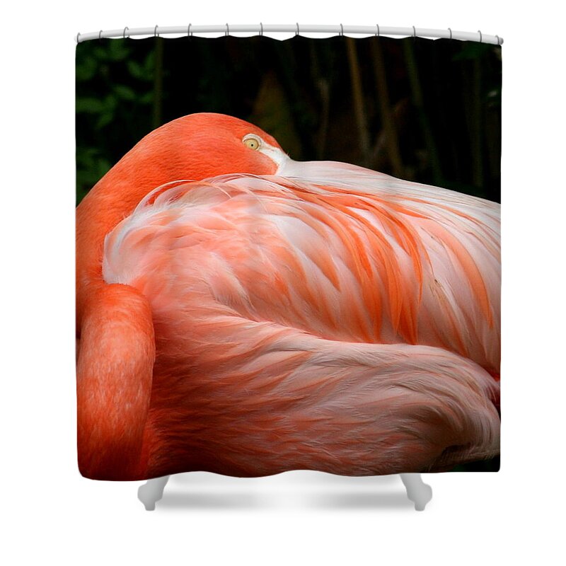 Animals Shower Curtain featuring the photograph Flaming o by Cathy Harper