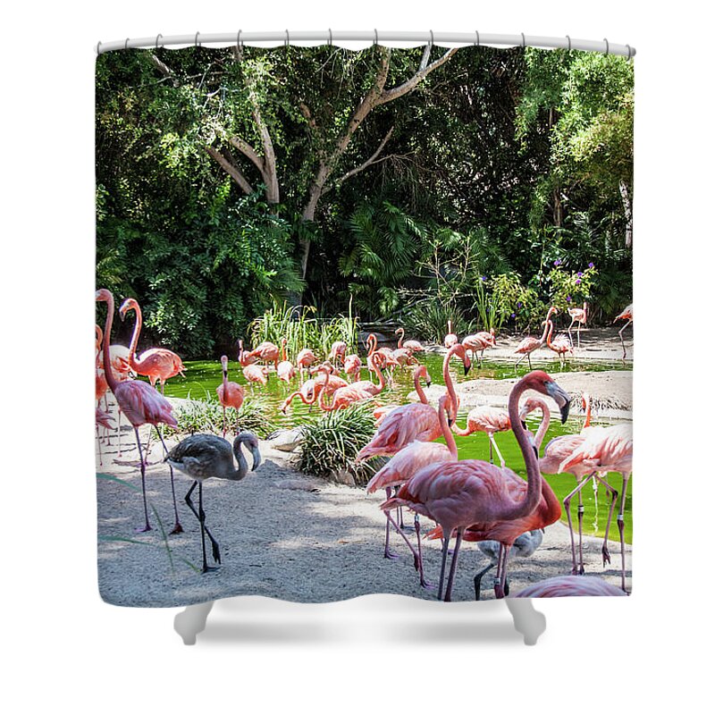  American Flamingo Shower Curtain featuring the photograph Flamingo Flock by Daniel Hebard