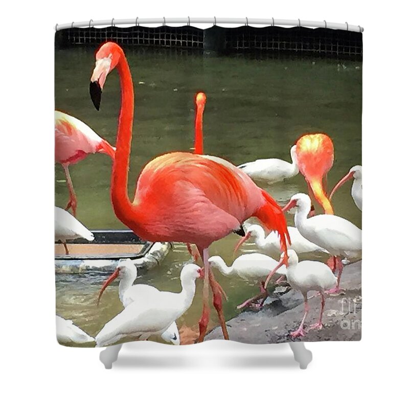 Flamingo Shower Curtain featuring the photograph Flamingo Party by Beth Saffer