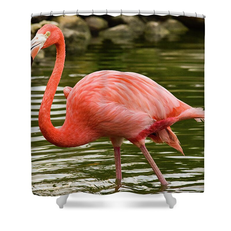 Flamingo Shower Curtain featuring the photograph Flamingo Wades by Nicole Lloyd