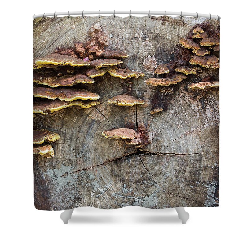 Ronnie Maum Shower Curtain featuring the photograph Flapjacks in a Log by Ronnie Maum
