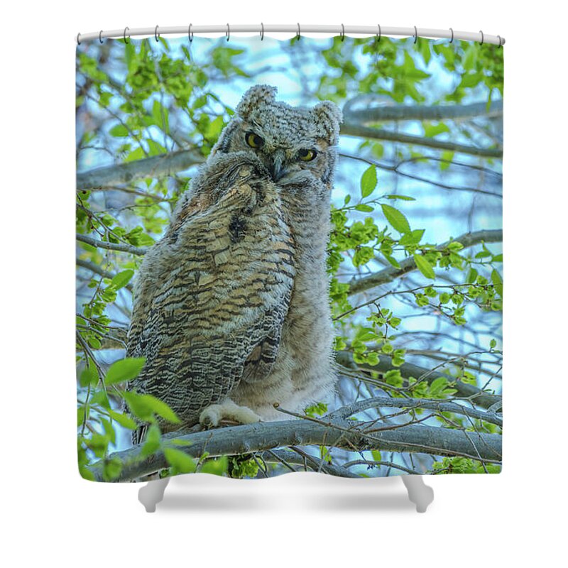 Owl Shower Curtain featuring the photograph Fledgling Moment At Sundown by Yeates Photography