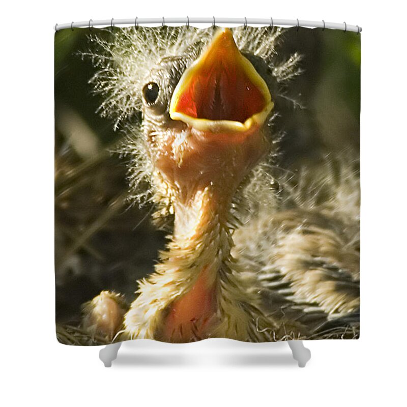 Yellow Warbler Shower Curtain featuring the photograph Fledgling Yellow Warbler by Gary Beeler
