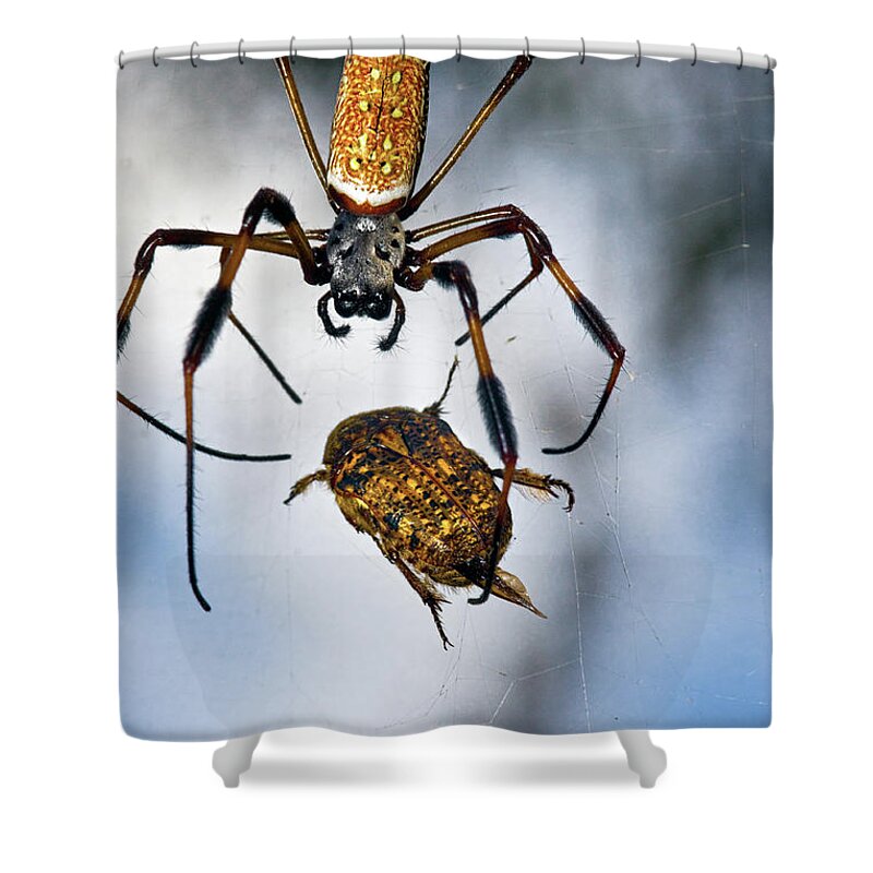Golden Silk Orb-weaver Shower Curtain featuring the photograph Flew In For Dinner by Christopher Holmes
