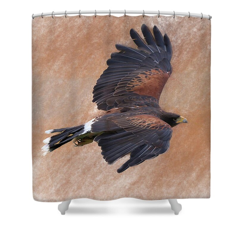 Bird Of Prey Shower Curtain featuring the photograph Flight of the Harris Hawk by James Kenning