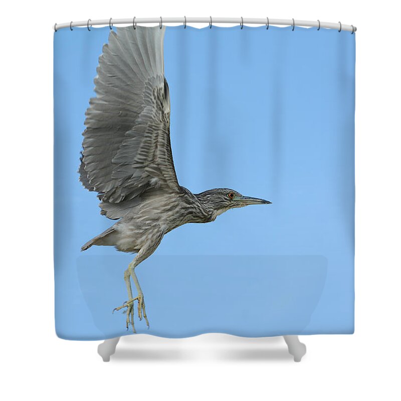 Juvenile Black Crowned Night Heron Shower Curtain featuring the photograph Flight of the Night Heron by Fraida Gutovich