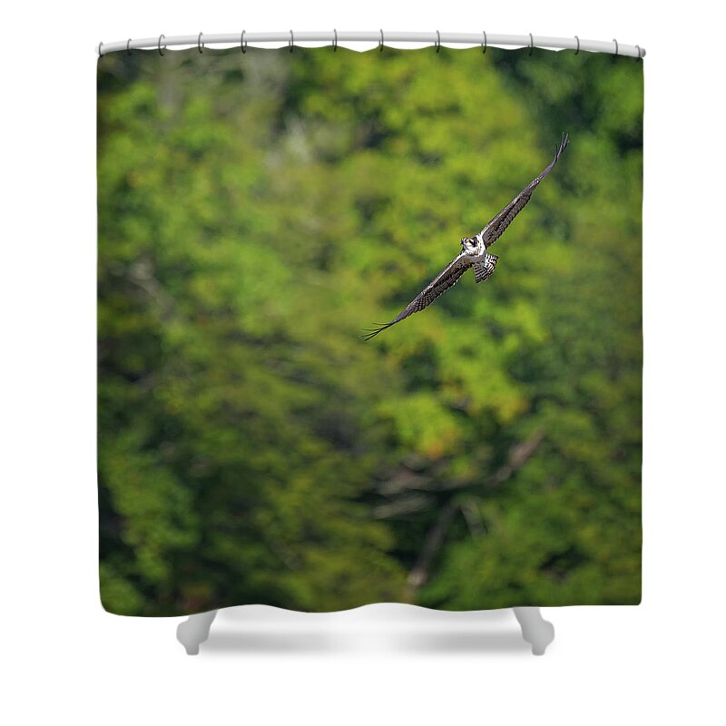 Square Shower Curtain featuring the photograph Flight of the Osprey Square by Bill Wakeley