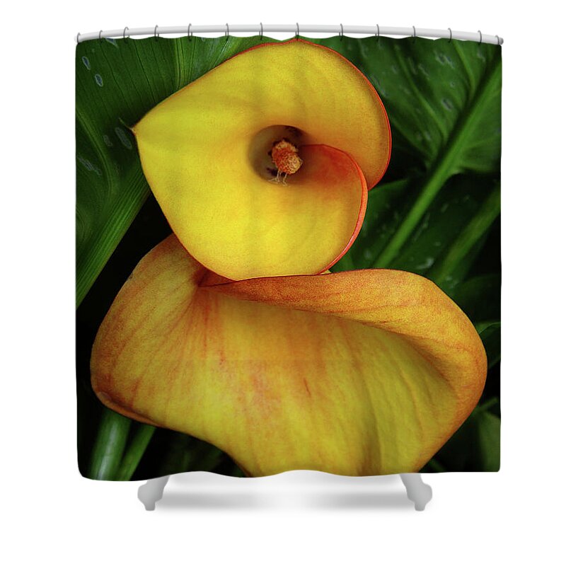 Calla Lily Shower Curtain featuring the photograph Flirtation by Donna Blackhall