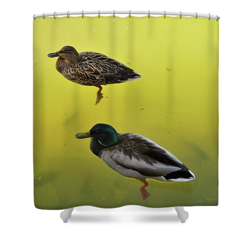 Nature Shower Curtain featuring the photograph Floating Around by Ron Cline