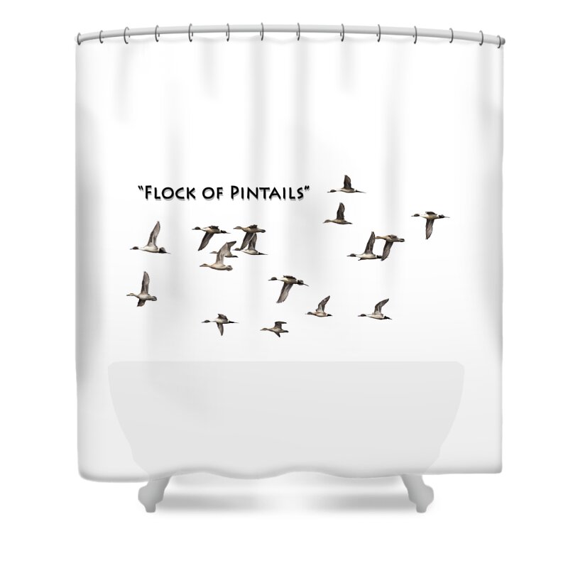 Pintail Or Northern Pintail (anas Acuta) Shower Curtain featuring the photograph Flock Of Pintails by Thomas Young