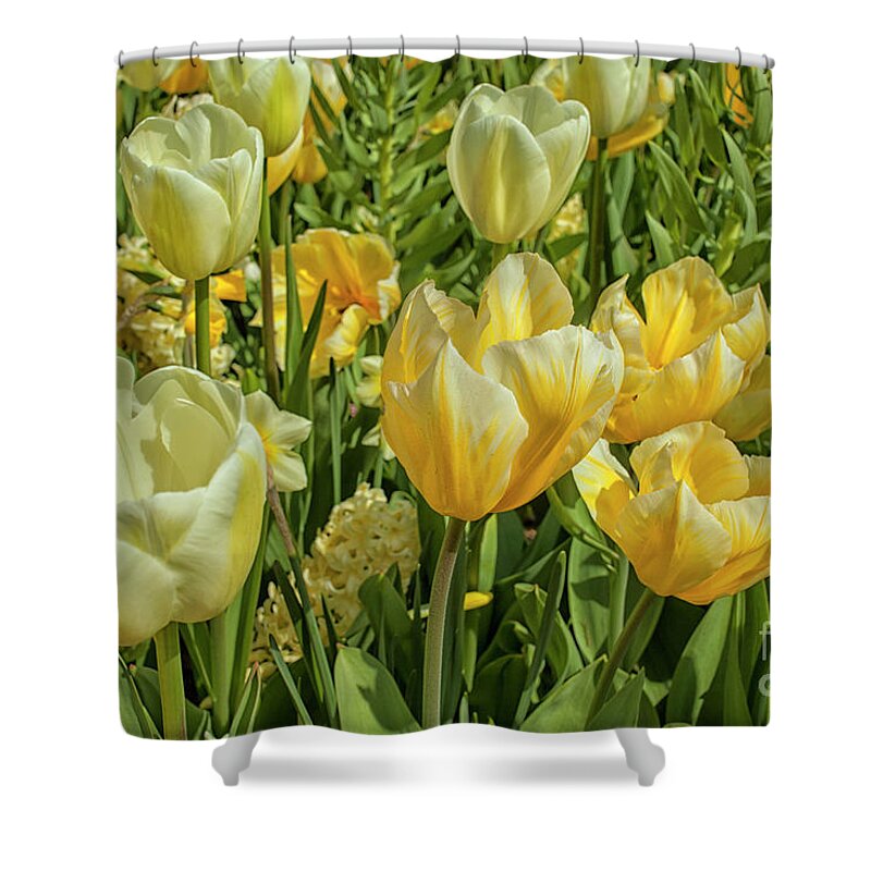 Floral Shower Curtain featuring the photograph Floral background in yellow by Patricia Hofmeester