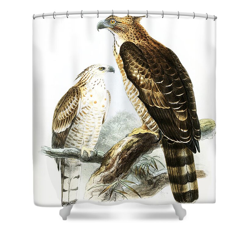 John Gerrard Keulemans Shower Curtain featuring the drawing Flores Hawk-Eagles by John Gerrard Keulemans