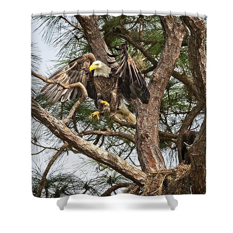 Beautiful Shower Curtain featuring the photograph Florida Adult Bald Eagle by Ronald Lutz
