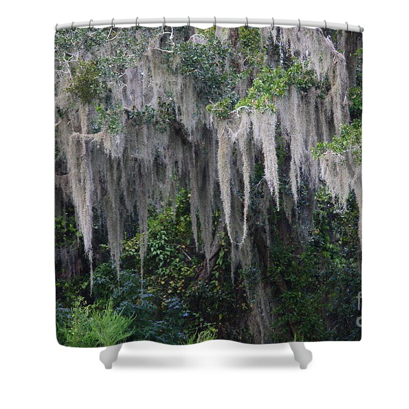 Spanish Moss Shower Curtain featuring the photograph Florida Mossy Tree by Carol Groenen