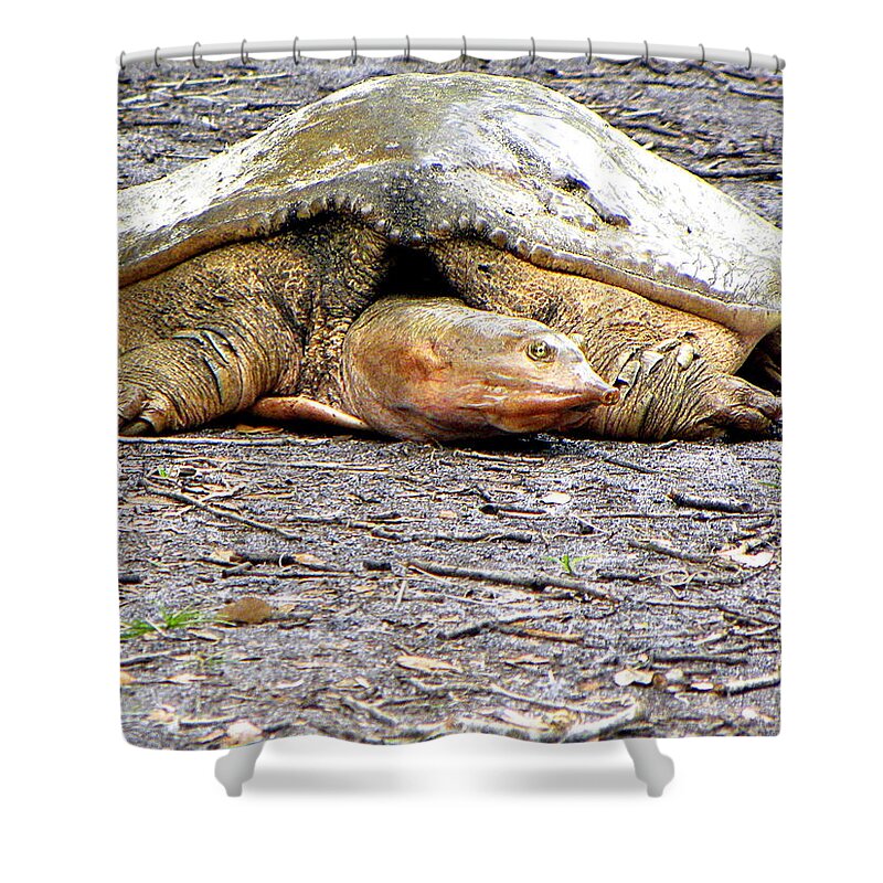 Turtle Shower Curtain featuring the photograph Florida Softshell Turtle 000 by Christopher Mercer