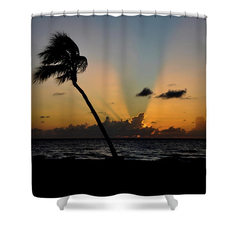Florida Sunrise Palm Tree Shower Curtain featuring the photograph Florida Sunrise Palm by Kelly Wade