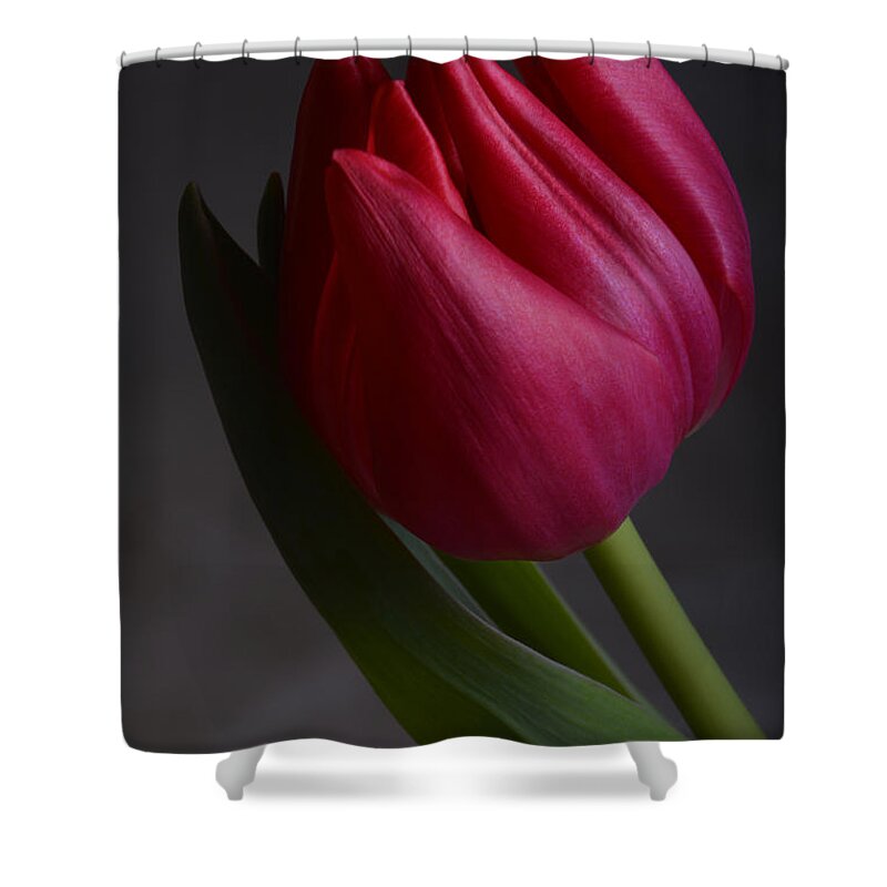 Flower Shower Curtain featuring the photograph Flourishing tulip by Robert WK Clark