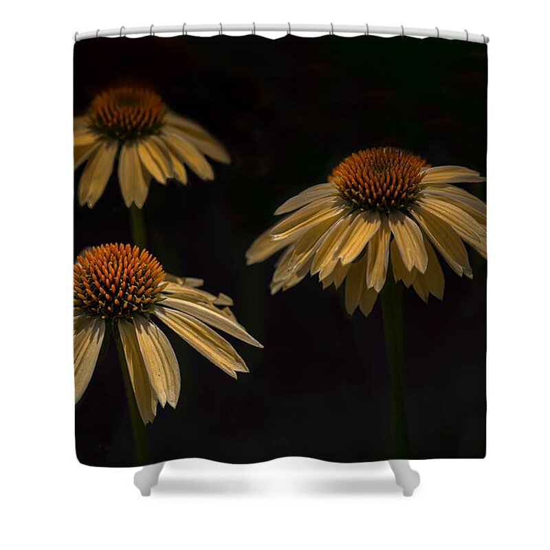 Daisy Shower Curtain featuring the photograph Flower 3 by Kevin Giannini