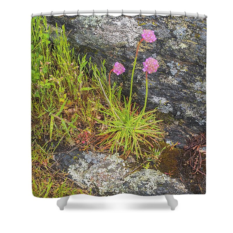 Oregon Coast Shower Curtain featuring the photograph Flower And Rock by Tom Singleton