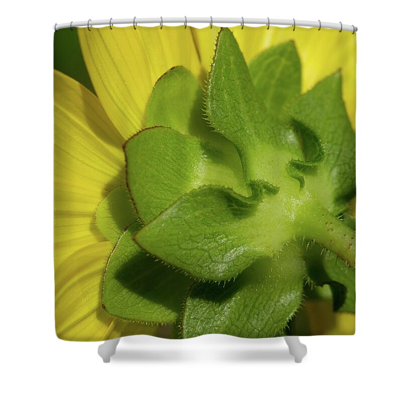 Rosinweed Shower Curtain featuring the photograph Flower Behind The Flower by Paul Rebmann