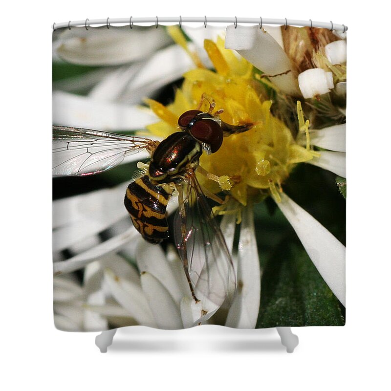 Insect Shower Curtain featuring the photograph Flower Fly on Wildflower by William Selander