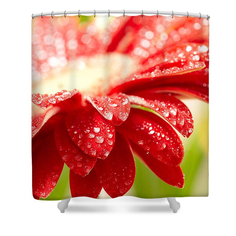 Flower Shower Curtain featuring the photograph Flower by Jackie Russo