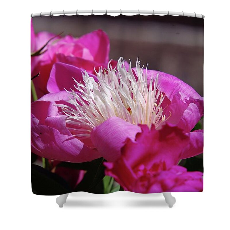 Flowers Shower Curtain featuring the photograph Flower by Jeff Swan