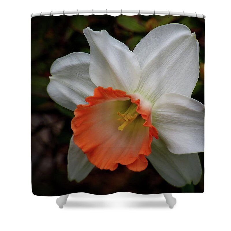 Daffodil Shower Curtain featuring the photograph Flower Record Large Cup Daffodil by Lyuba Filatova