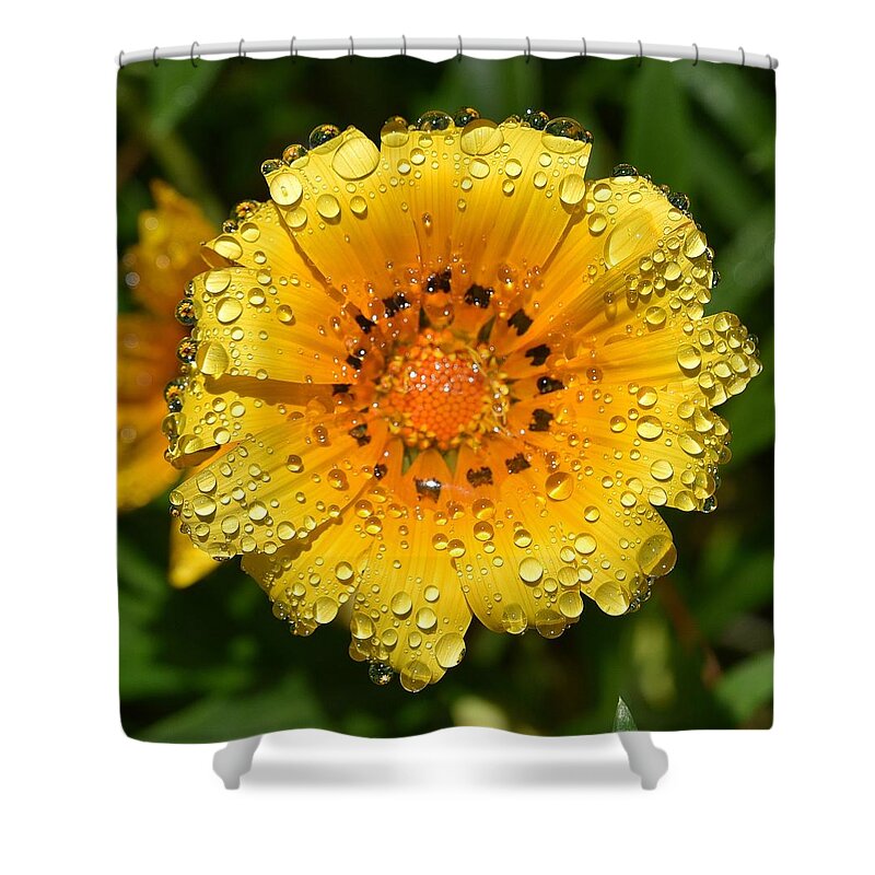 Linda Brody Shower Curtain featuring the photograph Flower Reflection in Water Drops by Linda Brody