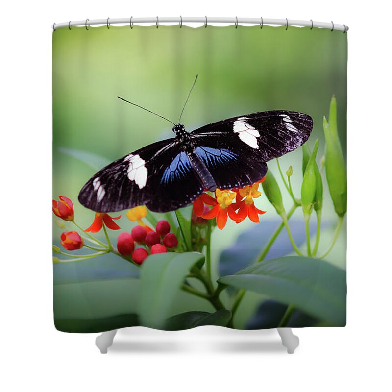 Butterfly Shower Curtain featuring the photograph Flower Stop by Don Schwartz