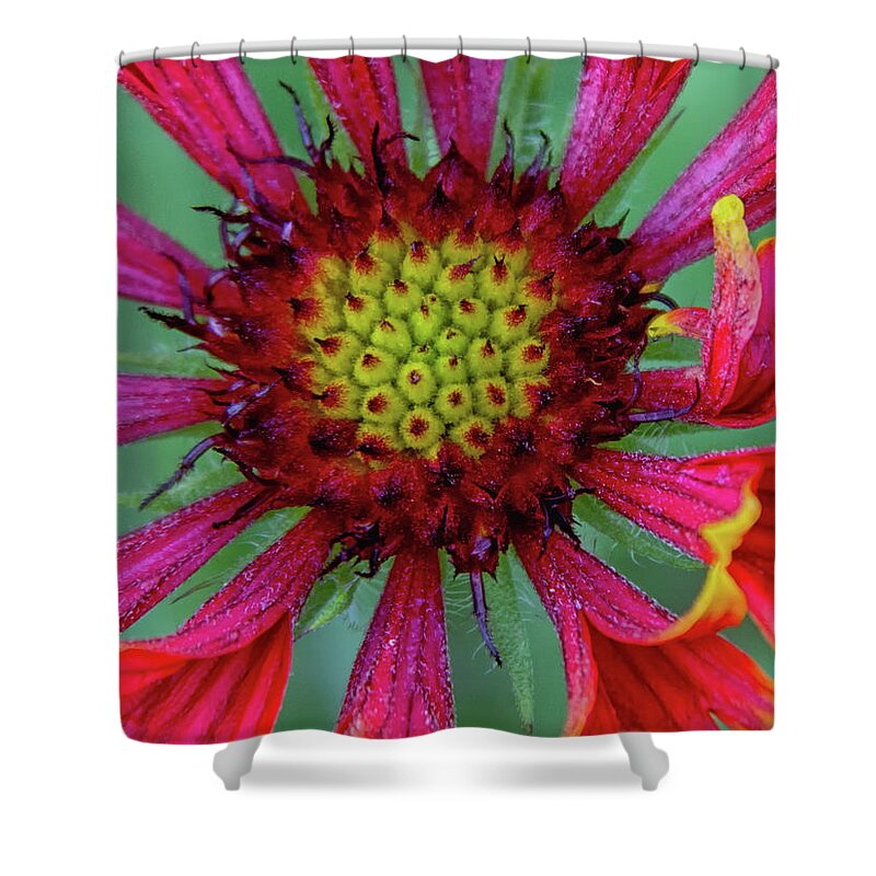 Flower Shower Curtain featuring the photograph Flower by Tam Ryan