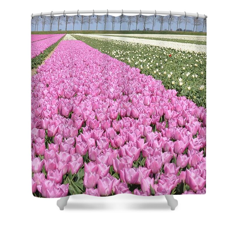 Flowerfields Shower Curtain featuring the photograph Flowerfield, pink tulips by Eduard Meinema