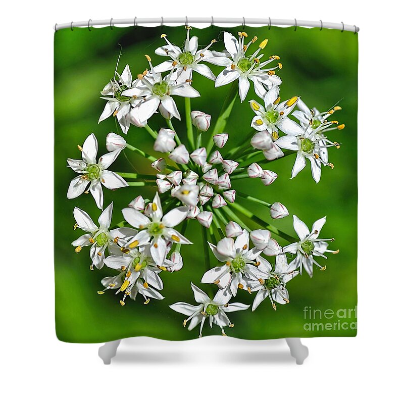 Photography Shower Curtain featuring the photograph Flowering Garlic Chives by Kaye Menner