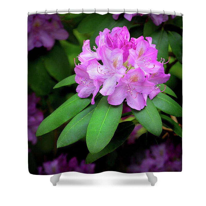 Rhododendron Catawbiense Shower Curtains