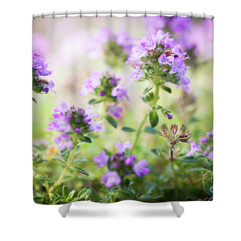 Thyme Shower Curtain featuring the photograph Flowering thyme 2 by Elena Elisseeva