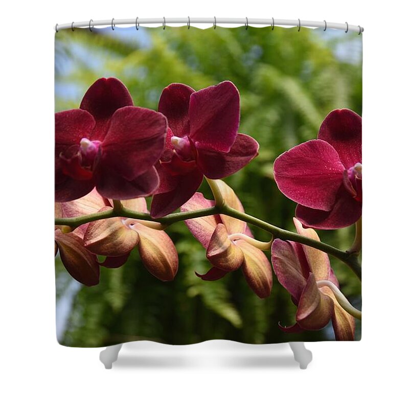 Orchids Photos Shower Curtain featuring the photograph Flowers 823 by Joyce StJames