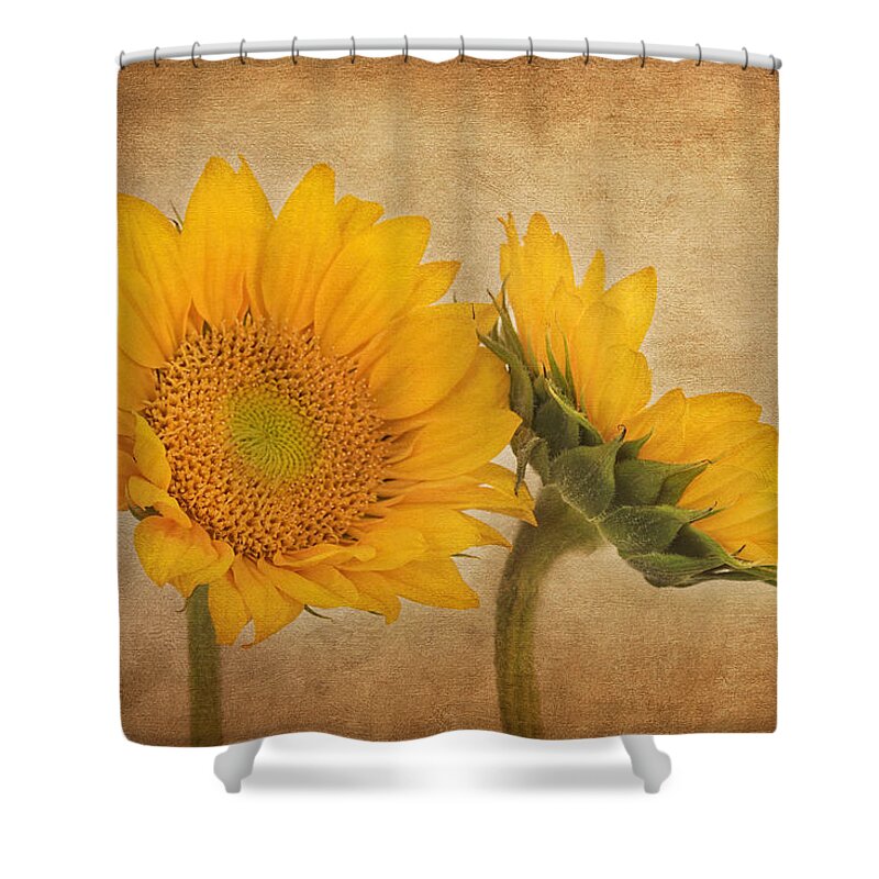 Sunflower Shower Curtain featuring the photograph Flowers of the Sun by Kim Hojnacki