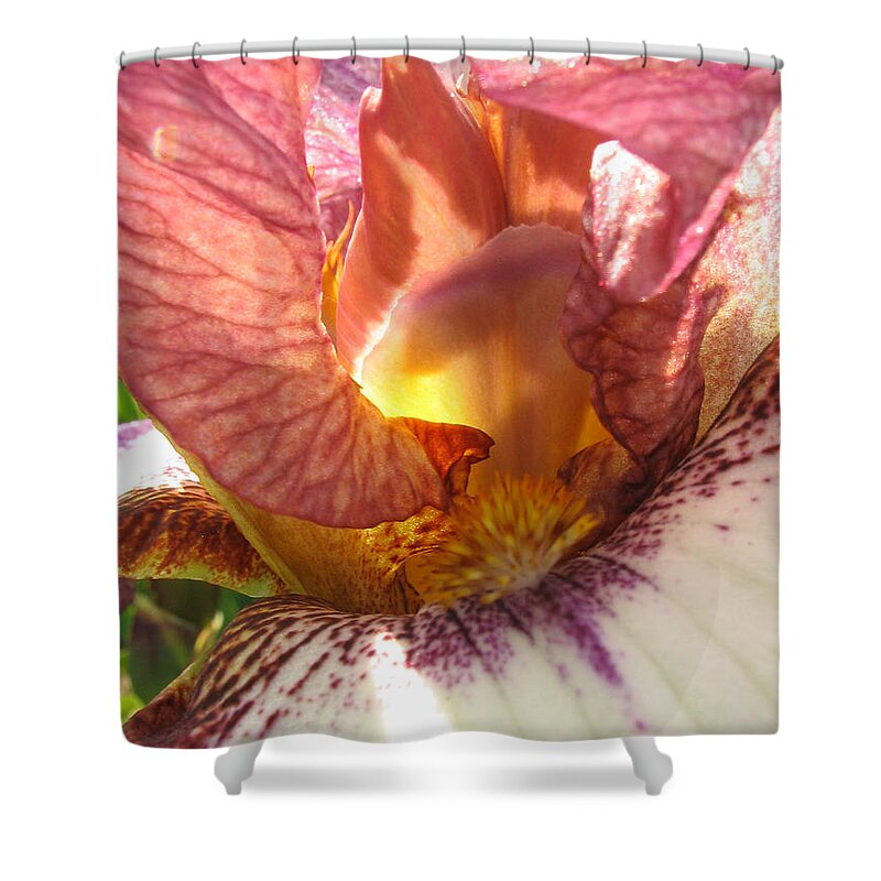 Pink Shower Curtain featuring the photograph Flowerscape Pink Iris One by Laura Davis