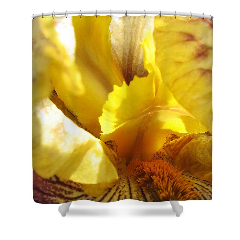 Flower Shower Curtain featuring the photograph Flowerscape Yellow Iris Three by Laura Davis