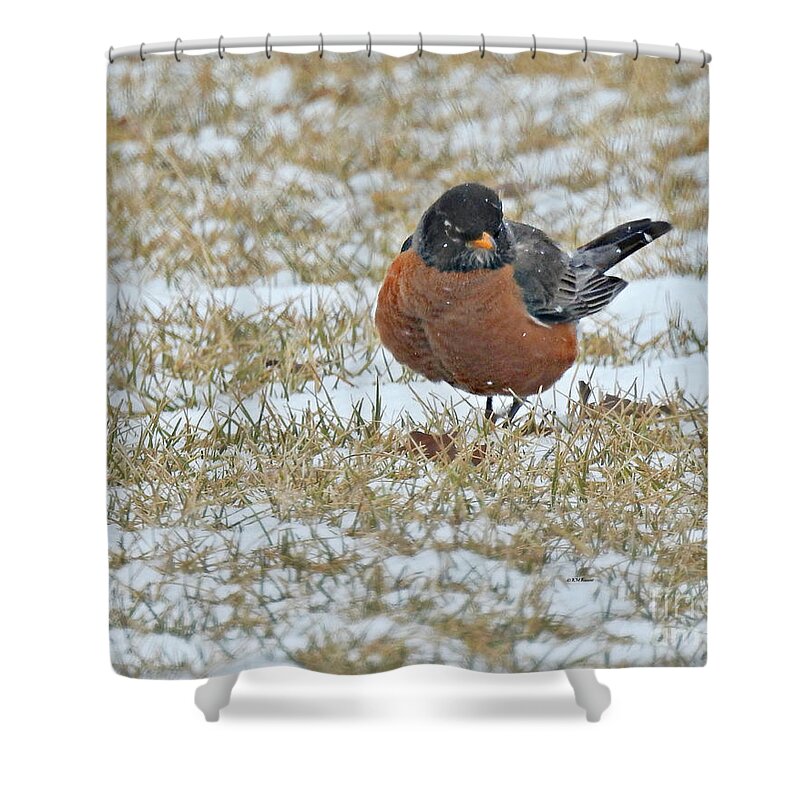 Fluffy Robin In Snow Shower Curtain featuring the photograph Fluffy Robin In Snow by Kathy M Krause